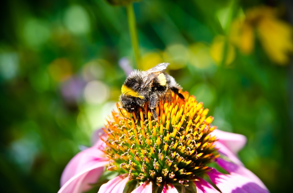 蜜蜂,蜂花粉collectiong,熊蜂