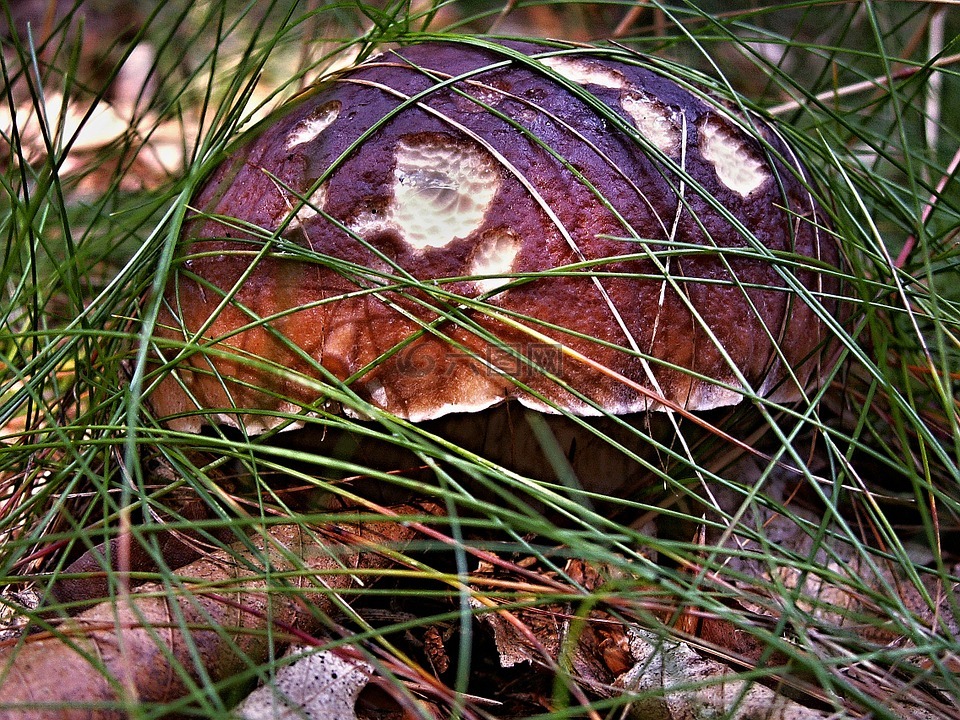 蘑菇权利,橡木,菌