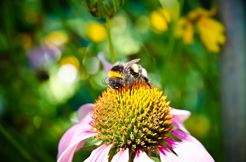 蜜蜂,蜂花粉采集,熊蜂