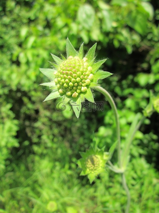 华北骨灰堂,野花,植物区系