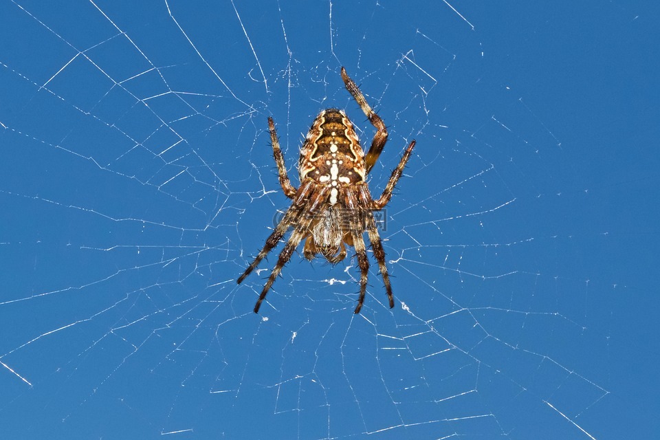 花园蜘蛛,蜘蛛,大腹圆蛛 diadematus