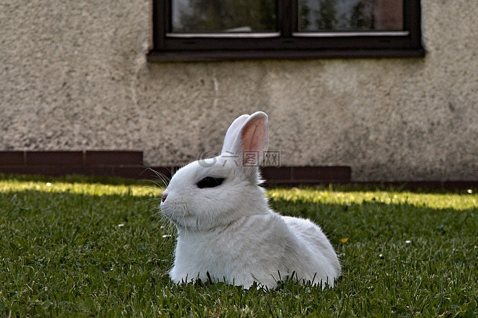 兔子,发育不良,白