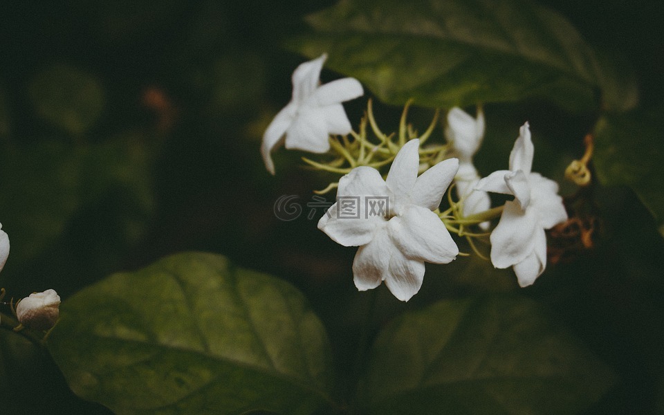 花,白,微妙