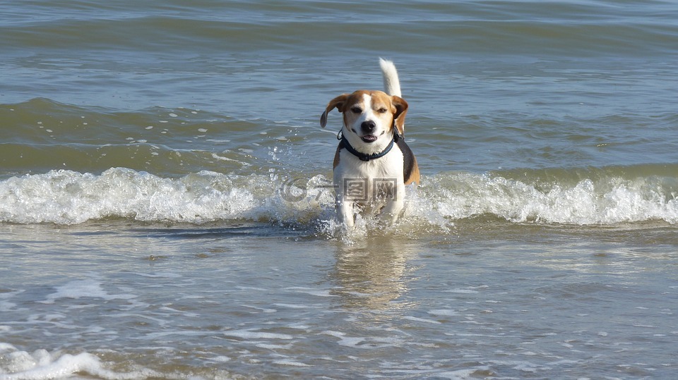 海,水,狗