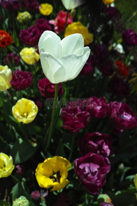 郁金香,花卉,郁金香节