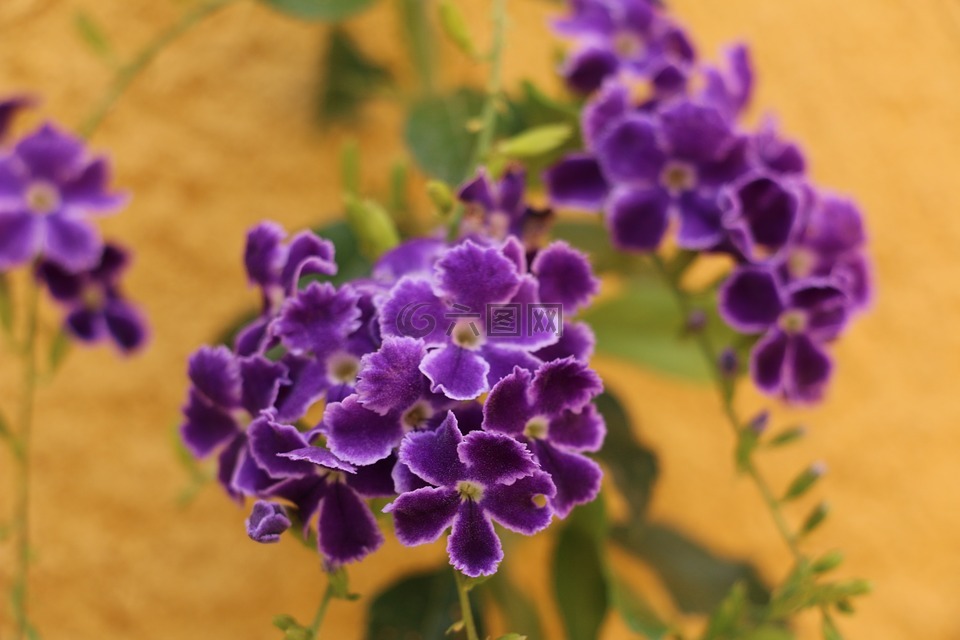 花,肉食,紫色