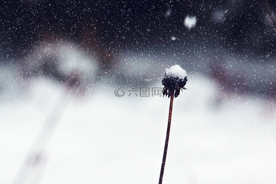 花,雪,冬天