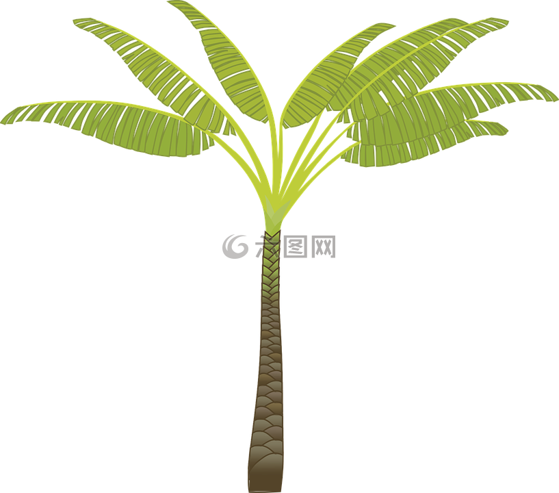 棕榈树,棕榈叶,植物
