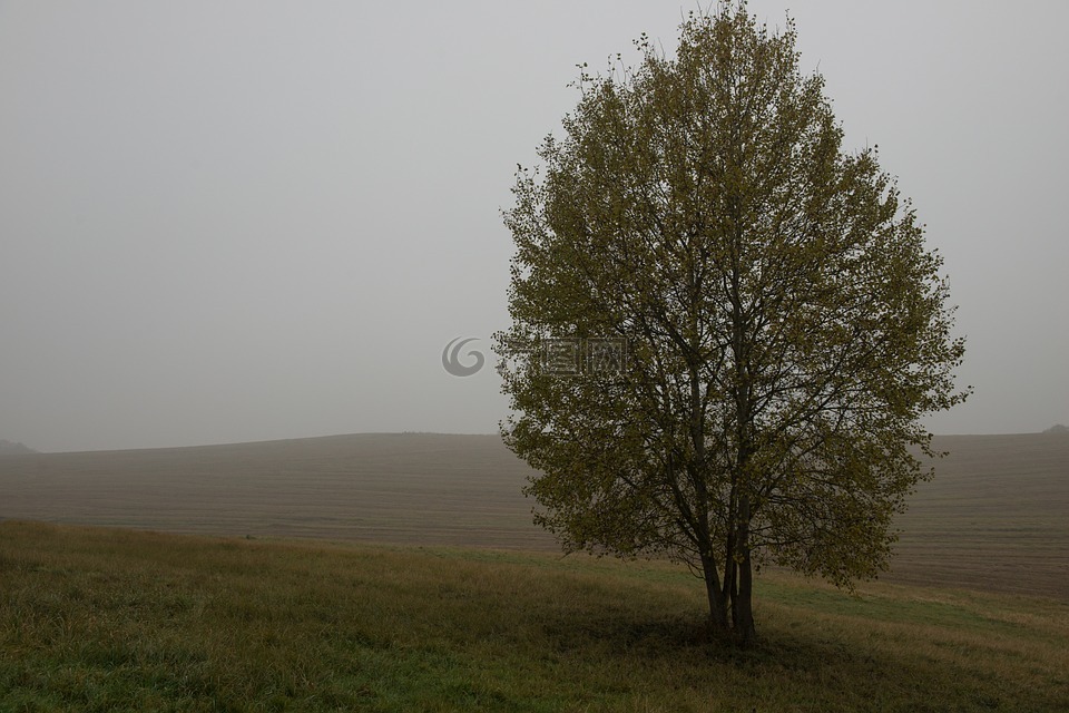 秋,树,雾