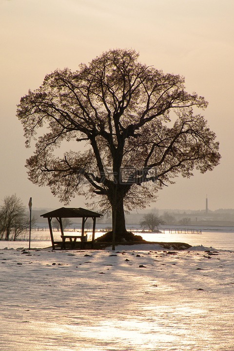树,日落,冬天的印象