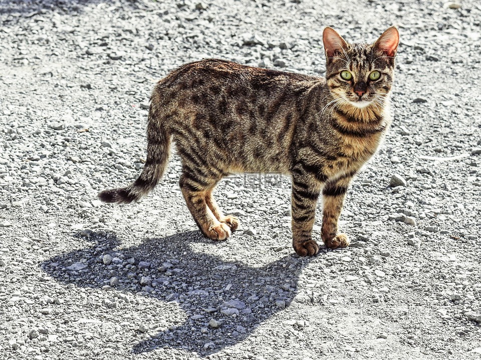 猫 迷路 虎斑猫高清图库素材免费下载 图片编号 六图网