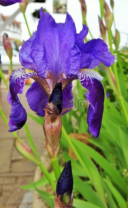 鸢尾花,紫色,盛开