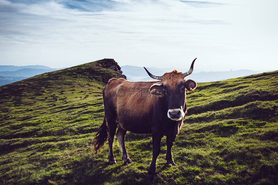 牛,农业,牲畜