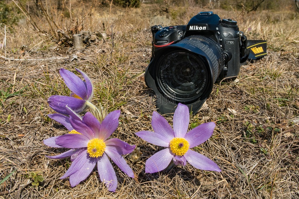 相机,pasque 花,白头翁