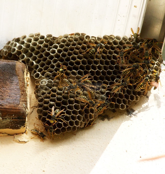 黄蜂的巢,昆虫,蜂窝结构