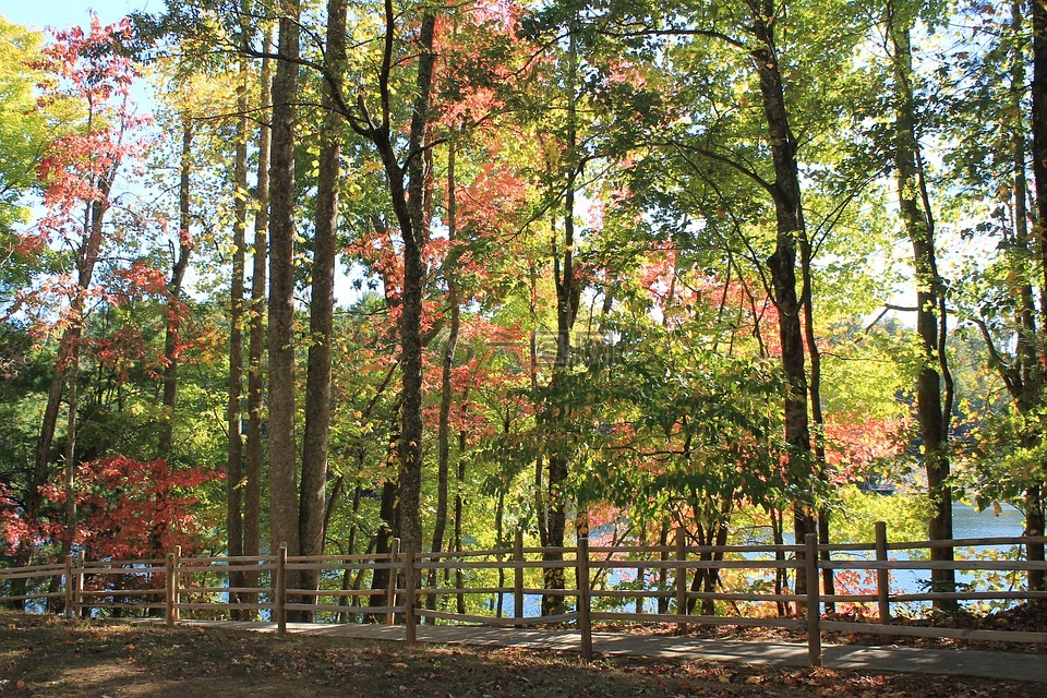 秋天,秋天的树,秋天的颜色