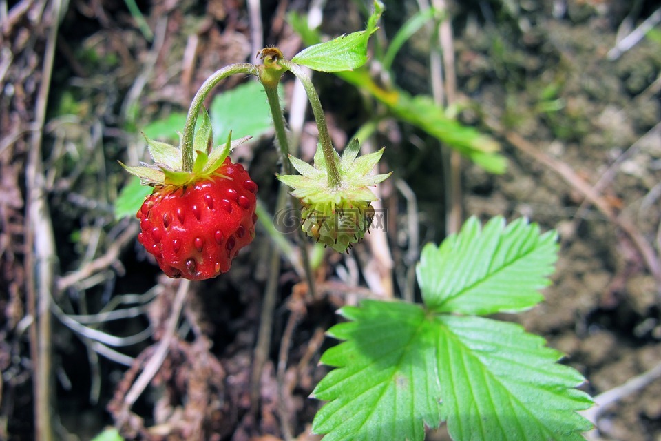 野草莓,草莓,山