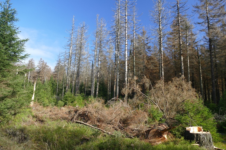 waldsterben,造林,形成了鲜明对比