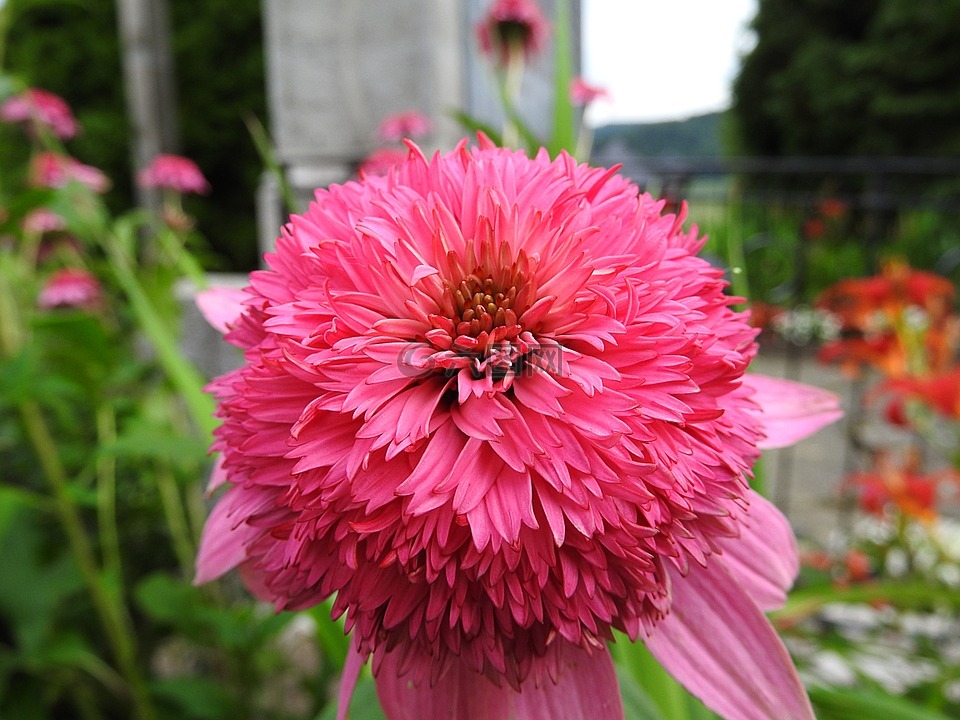 菊花花粉紅色