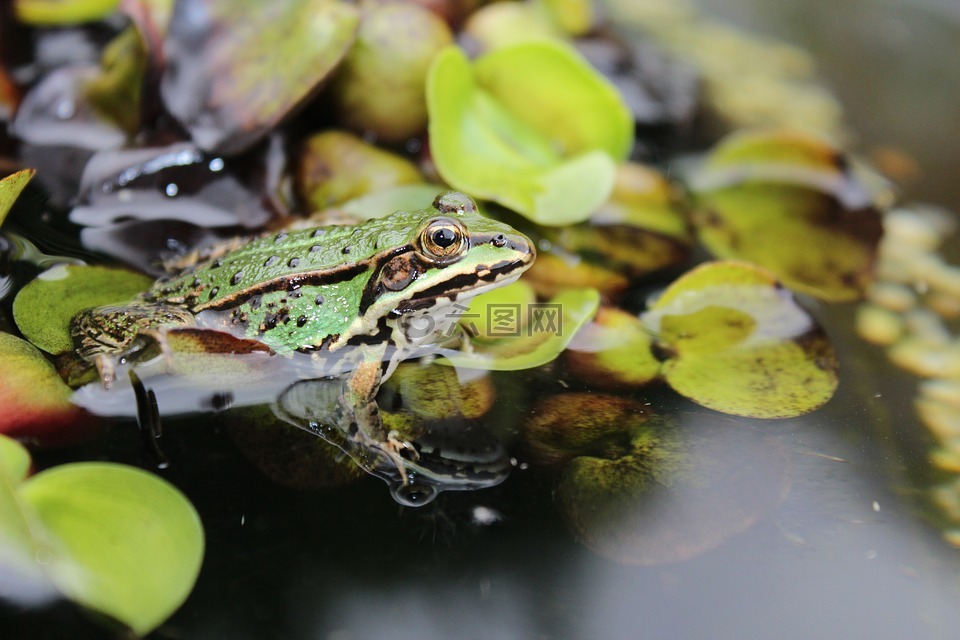 蛙池,青蛙,水蛙