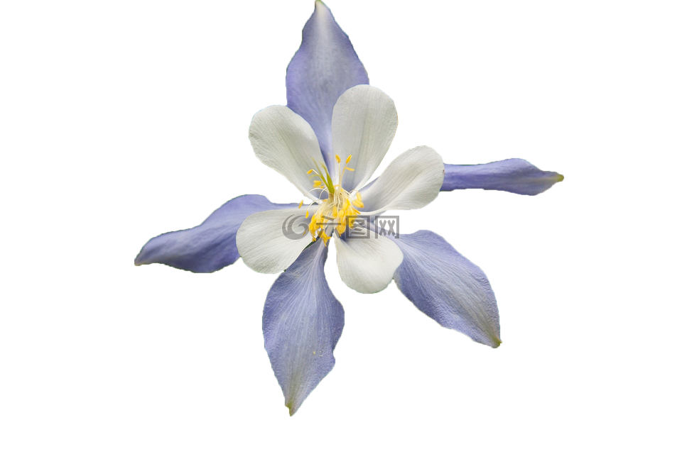 白色的花,蓝色,多色