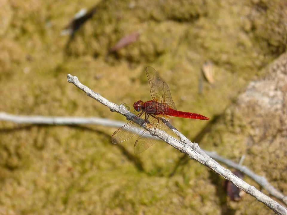 红蜻蜓,cañas,湿地
