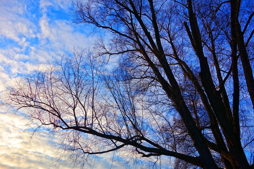 树,树的顶部,冬天树