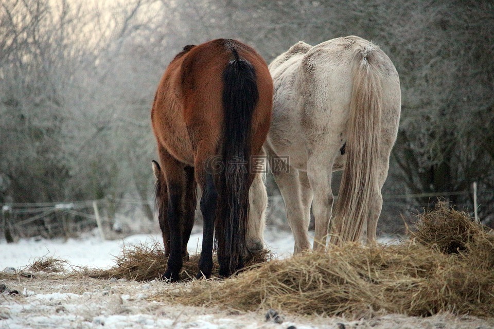 马,雪,冬天