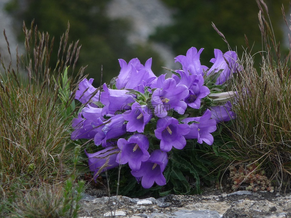鲜花,紫,山