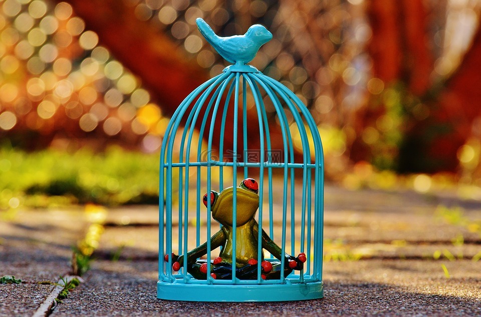 青蛙,笼,监禁