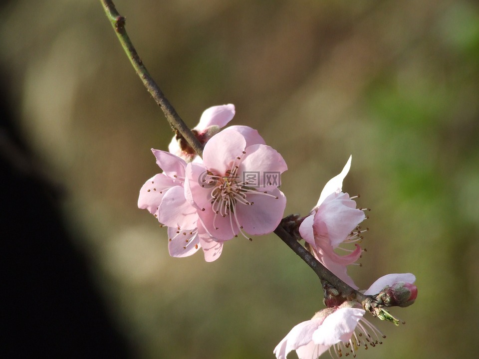 桃,花,开花