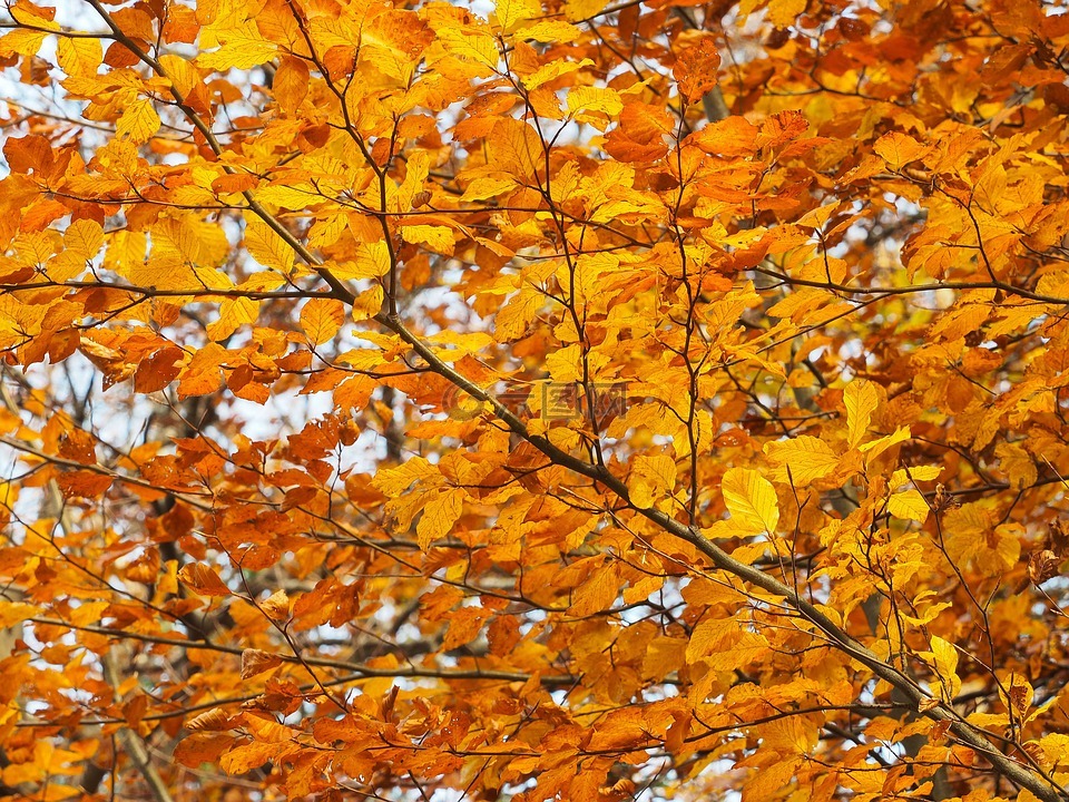 秋天的颜色,叶子,颜色