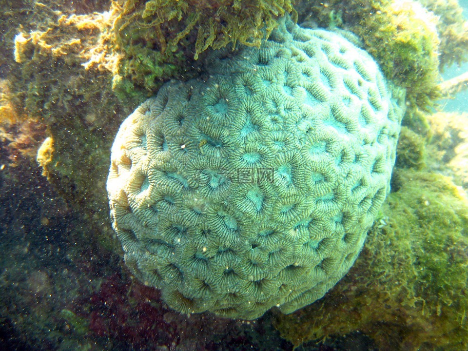 珊瑚,mar,巴伊亚
