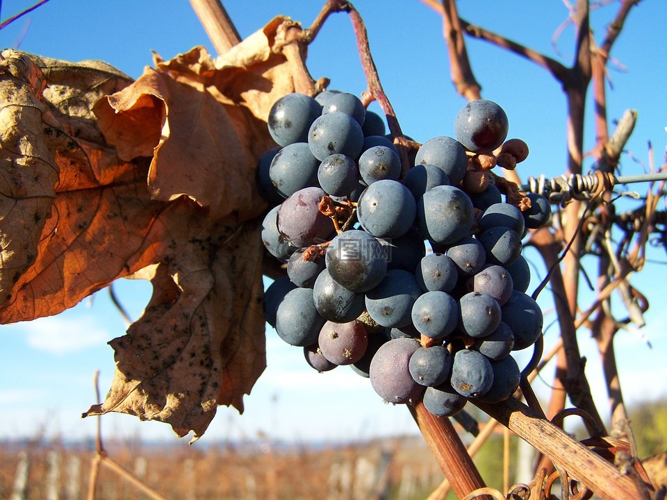 红葡萄,秋季,成熟的水果