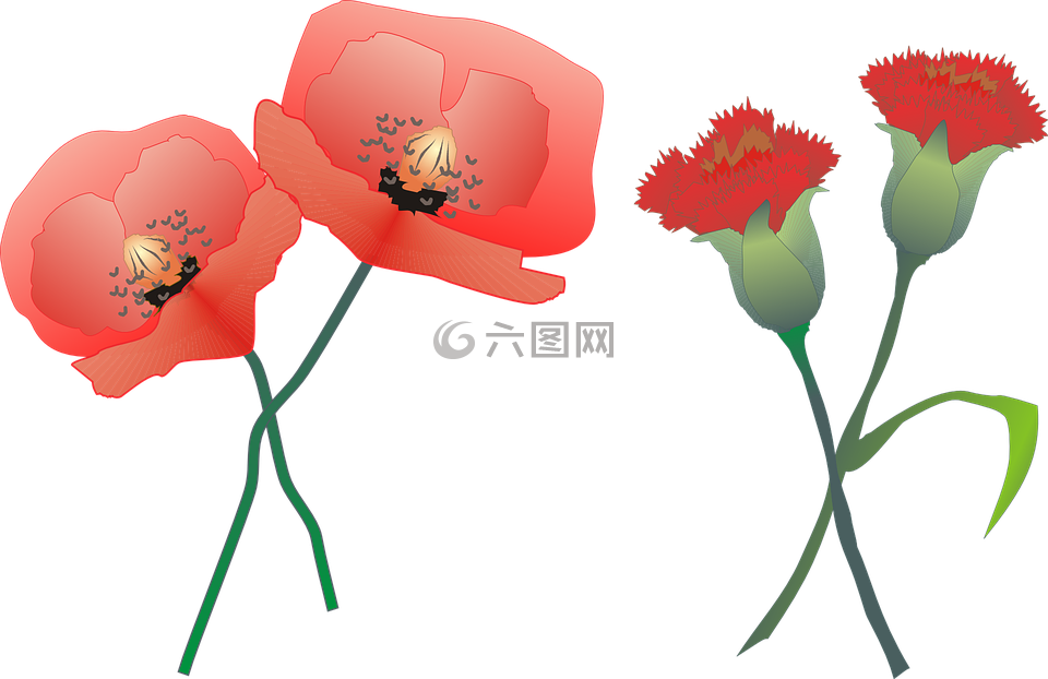 康乃馨,罂粟,花