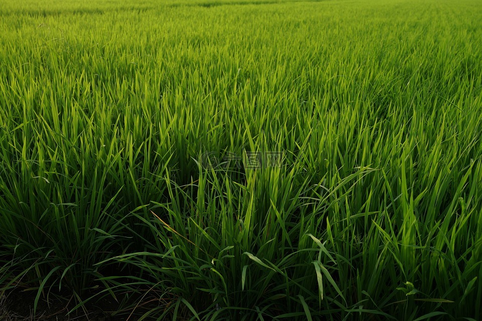 稻田,稻米生产,马来西亚