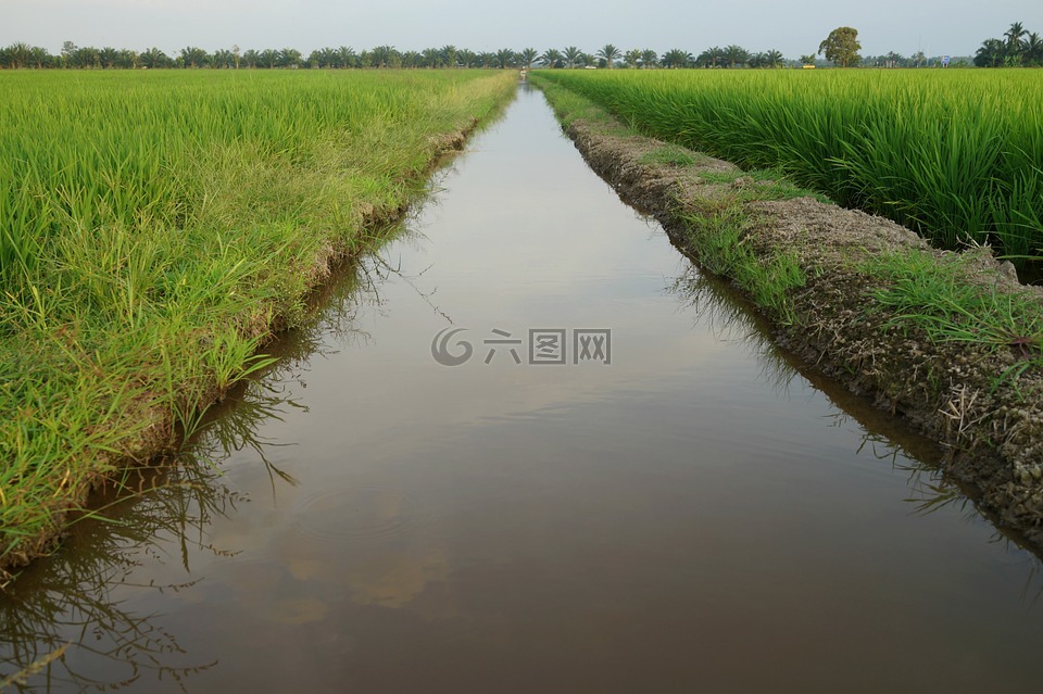 水方式,灌溉,稻田