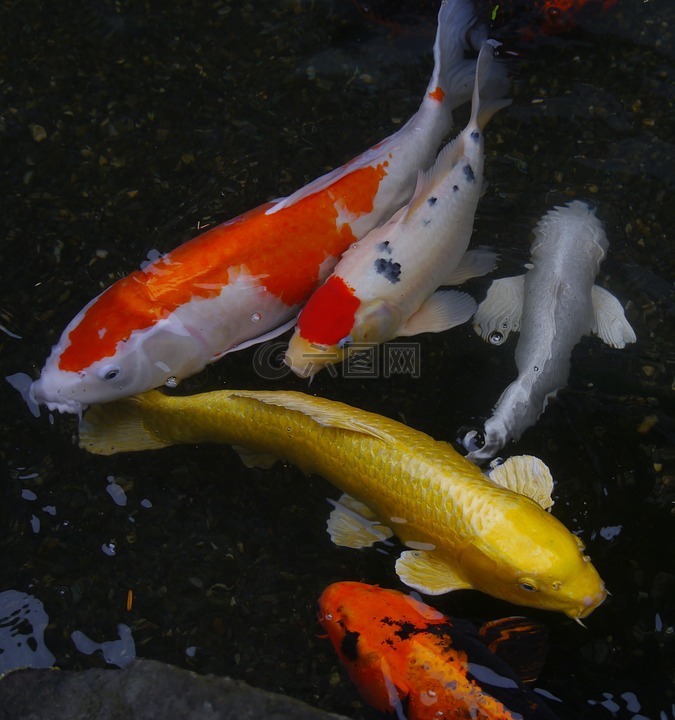 观赏鱼,彩色鲤鱼,锦鲤