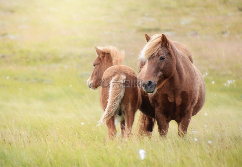 冰岛马,马,驹