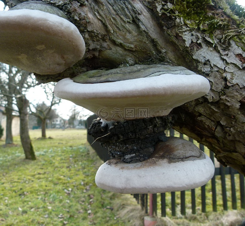 蘑菇,树,树菌