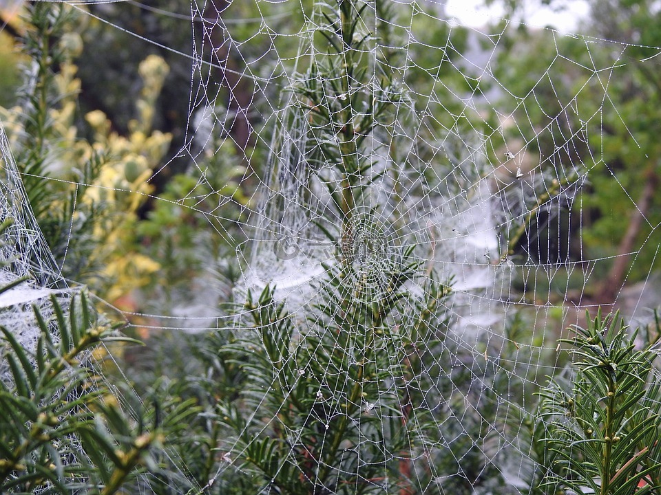画布,蜘蛛,花园