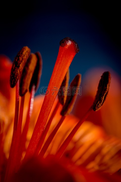 火百合,珠芽百合,蕊