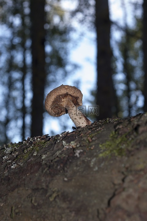 蘑菇,寄生虫,树