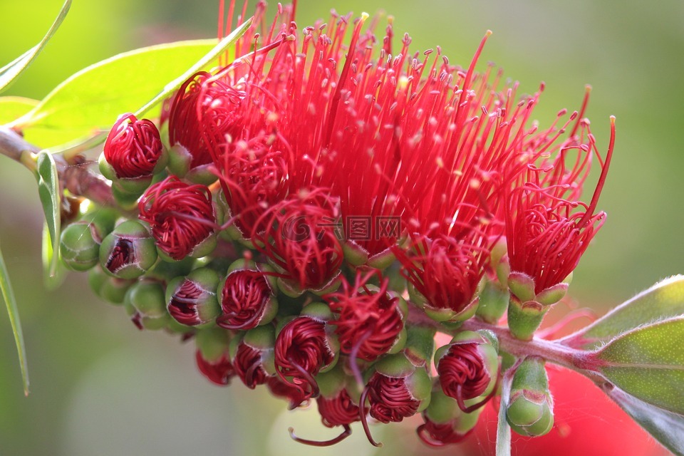 红千层,bottlebrush,澳大利亚本土植物