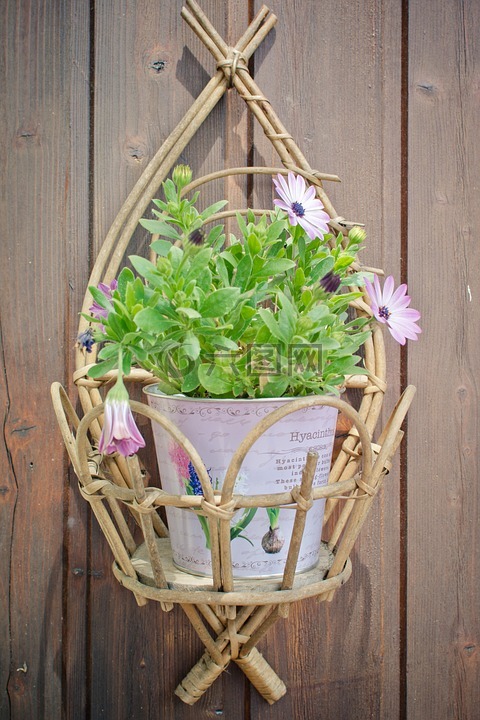 花盆,紫雏菊,装饰
