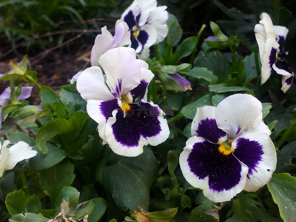 紫色的小花,白色的花,花园