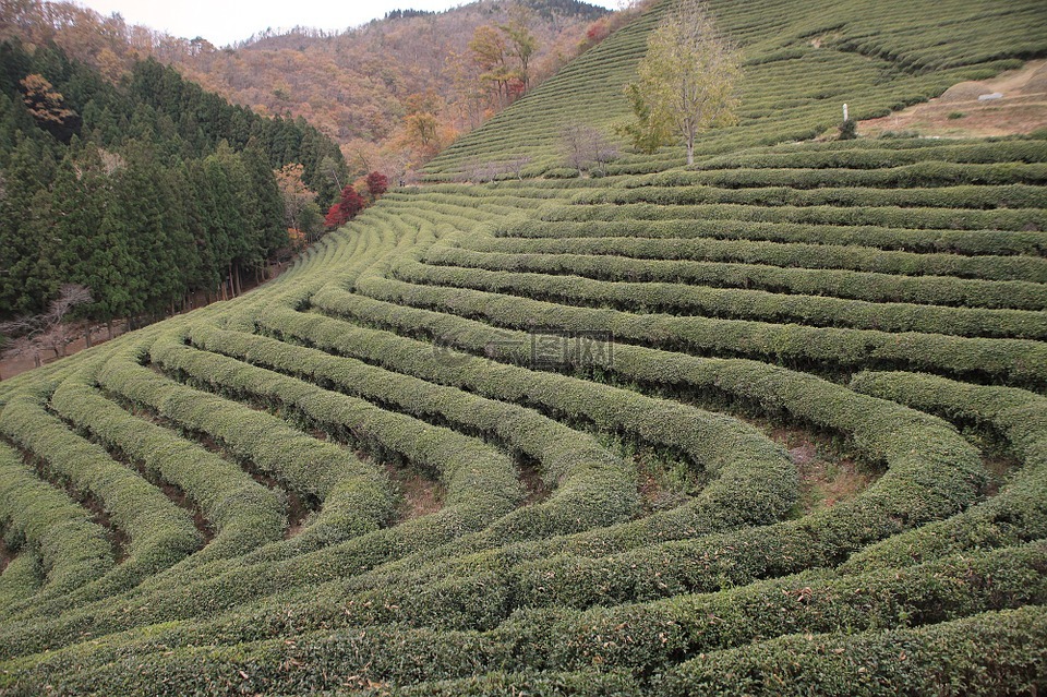 韩国,茶,人工林