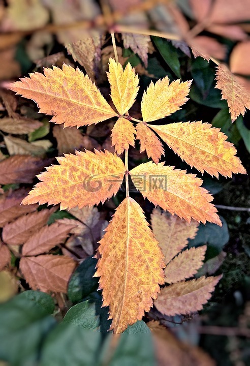 秋季,spireastrauches叶,褐色色素