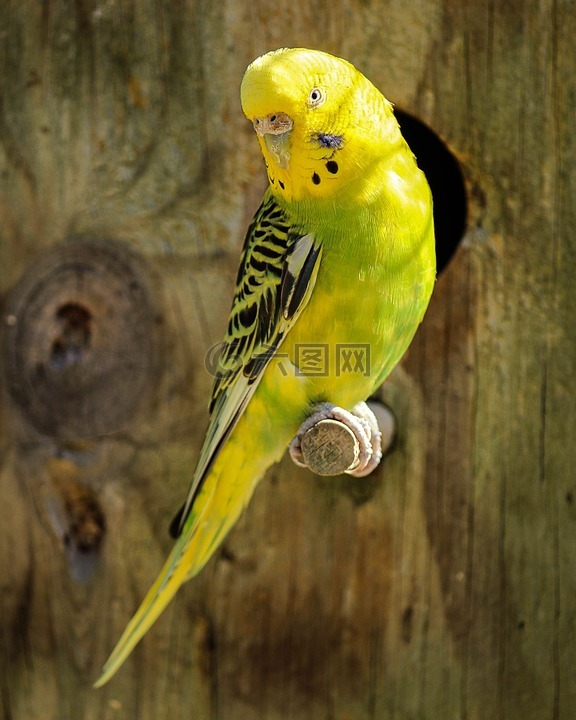 莎丽,黄色小鹦鹉,绿色的小鹦鹉