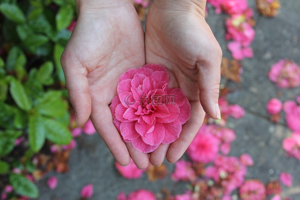 花,手,浪漫